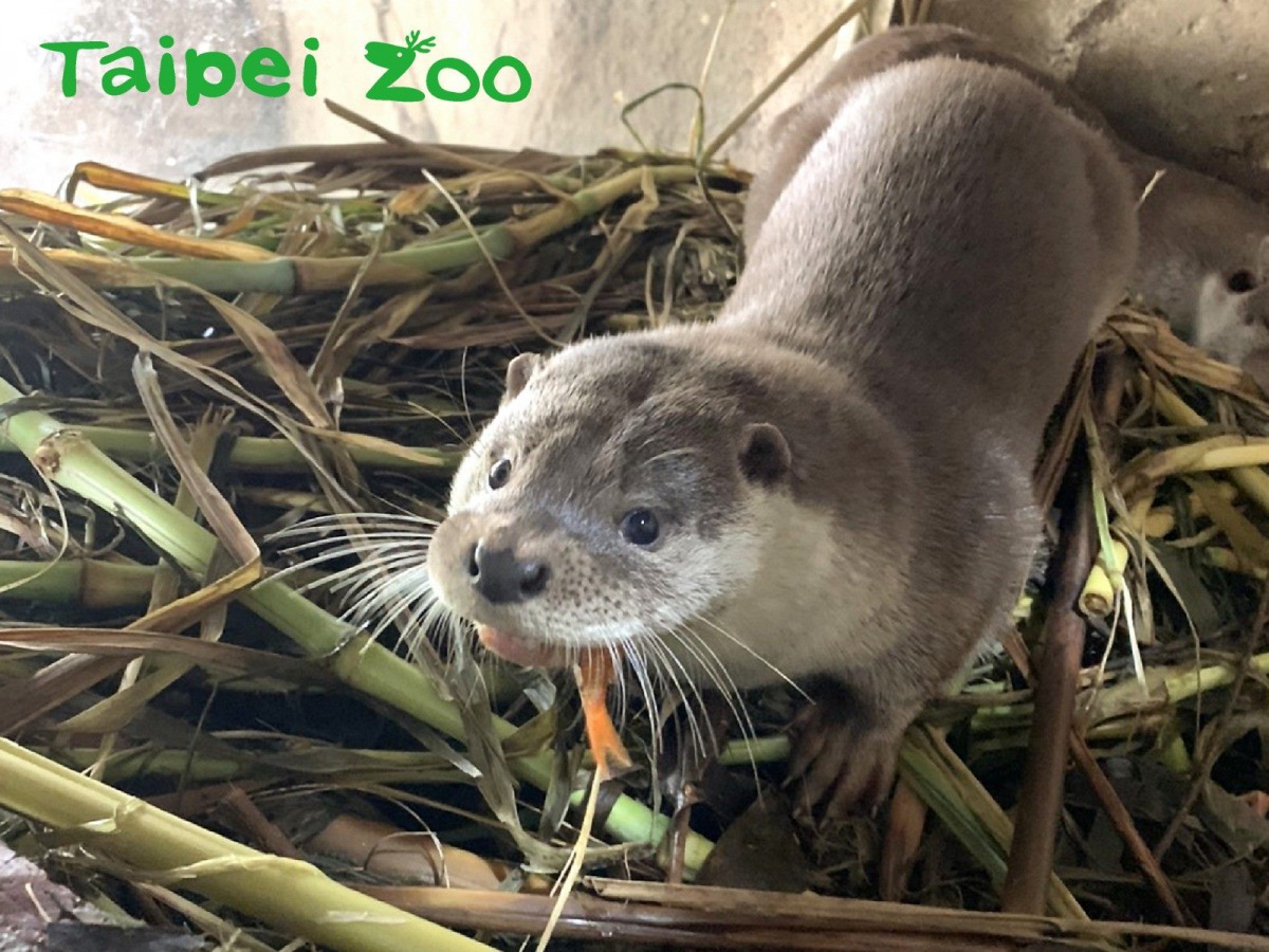 歐亞水獺「青嶼」可愛的模樣,將永遠留在你我心中。林宣足/攝