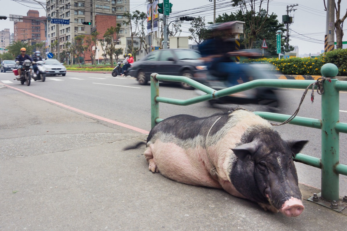 李博表示，AWA是英國動物保護的一大躍進，現在只要可預見動物即將受苦或有受苦的可能，RSPCA及執法機關就可以採取行動，預防動物受苦。取自Pixabay