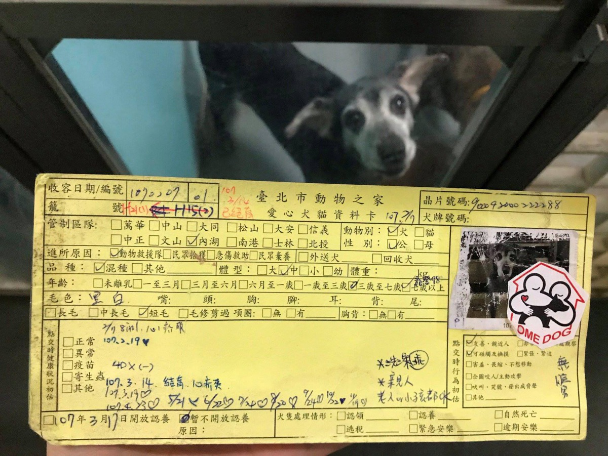 這些雀屏中選的狗狗的動物之家資料卡上都會「Home Dog」專屬標誌貼紙。取自台北市動物之家粉絲專頁