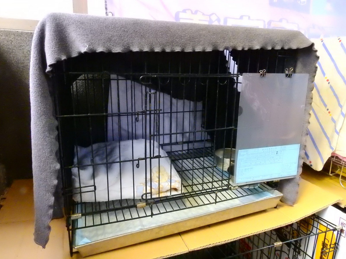犬隻收容籠舍備有毛巾及專用食盒。台北市動保處/提供