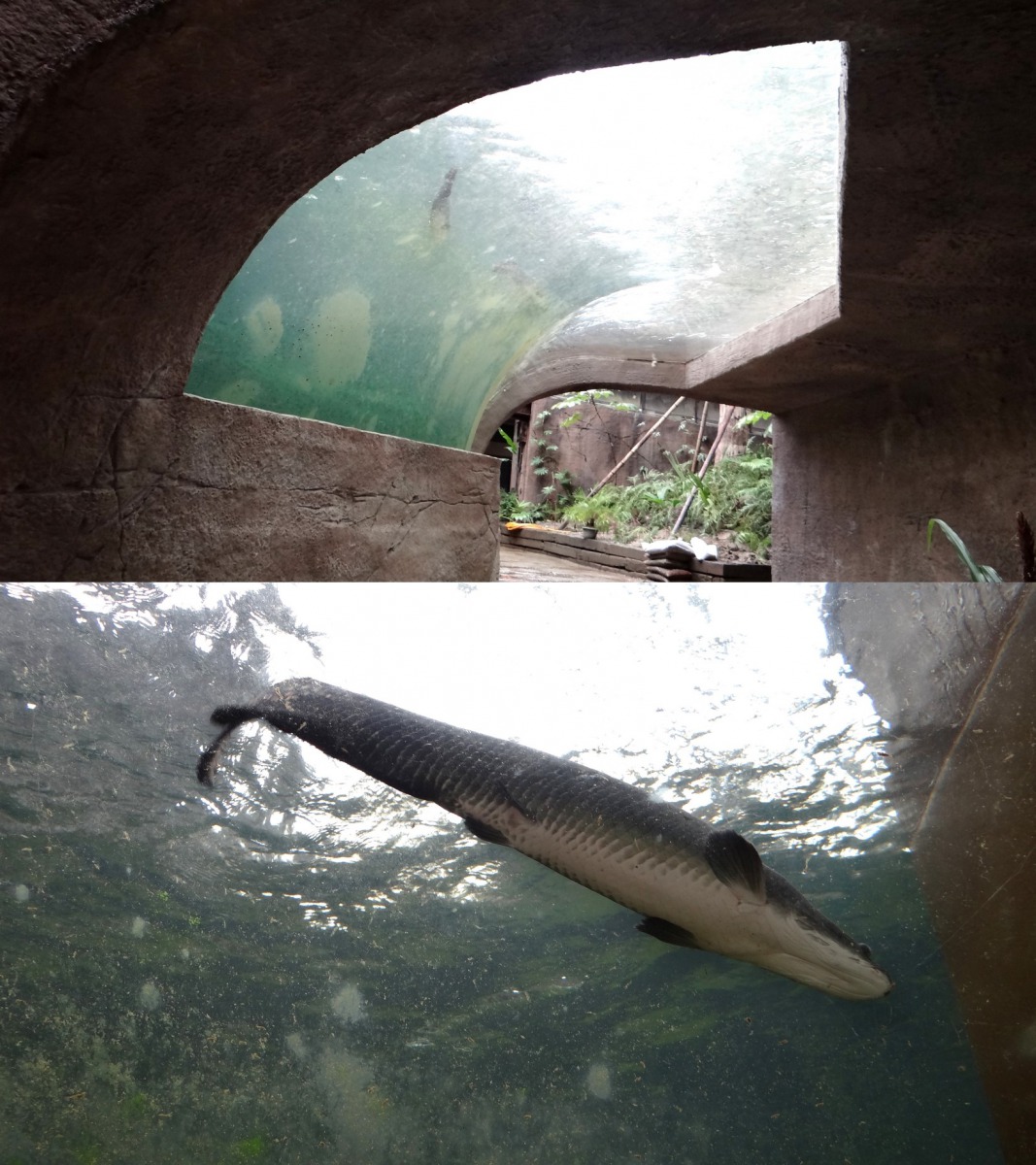 熱帶雨林區穿山甲館，進館映入眼簾的是仿河流生態的水域造景，水面有象魚悠游。台北市立動物園/提供