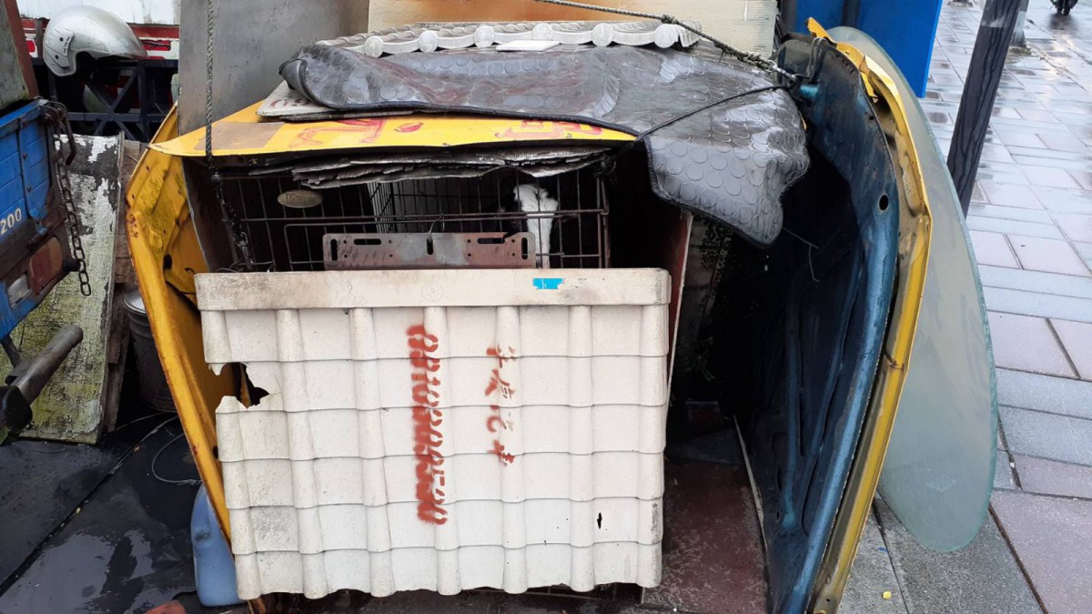 飼主為了就近照顧才將小羊飼養在臨時搭建的籠舍中。新北市動保處/提供