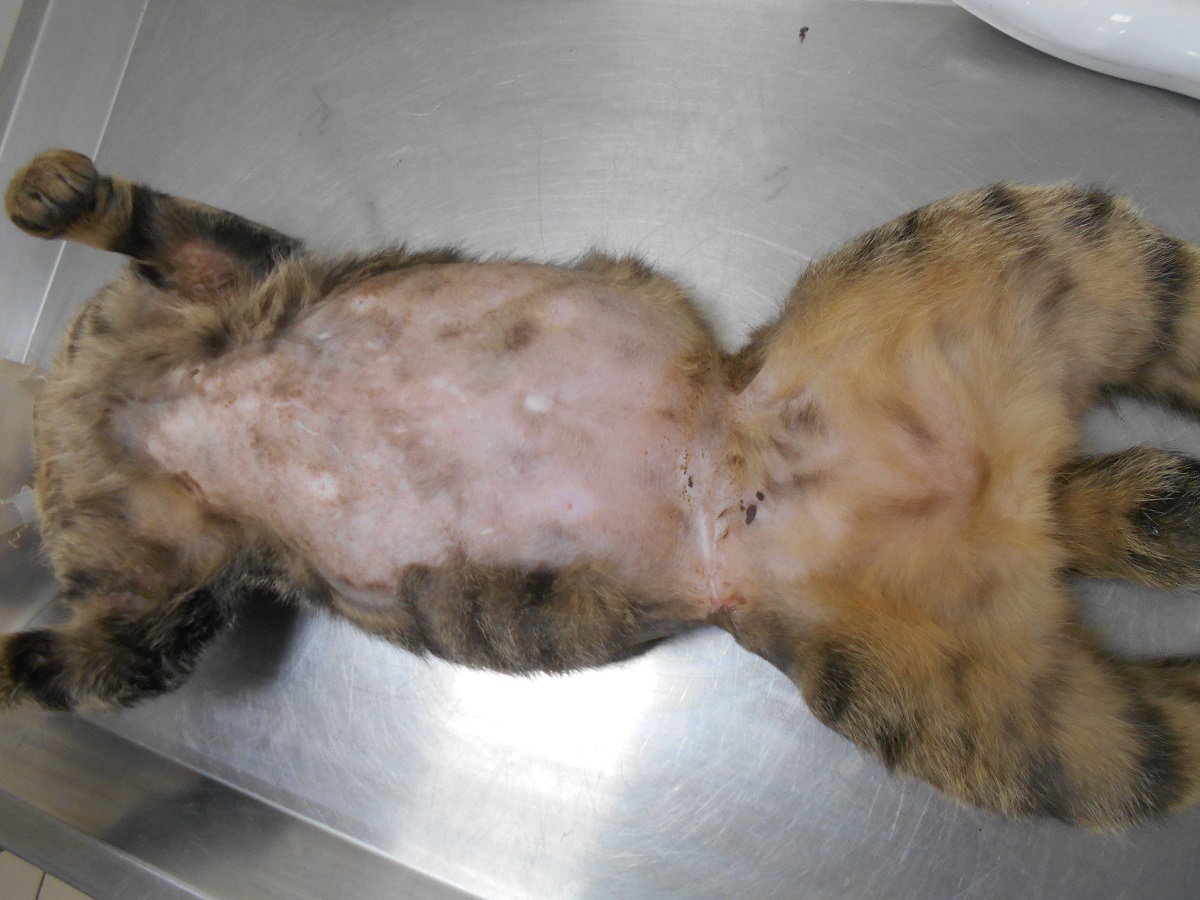 「胖胖」的傷口已痊癒，腰圍也擴大到30公分。新北市動保處/提供