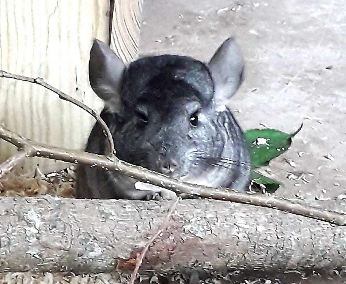 絨鼠家族。新光兆豐休閒農場/提供