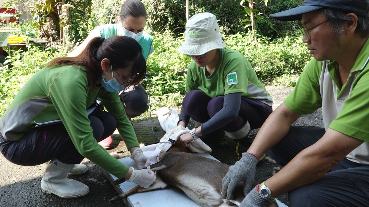 山羌健檢過程相當緊湊,團隊除了個人的角色,也隨時機動協助,整個任務在1小時內完成。台北市立動物園/提供
