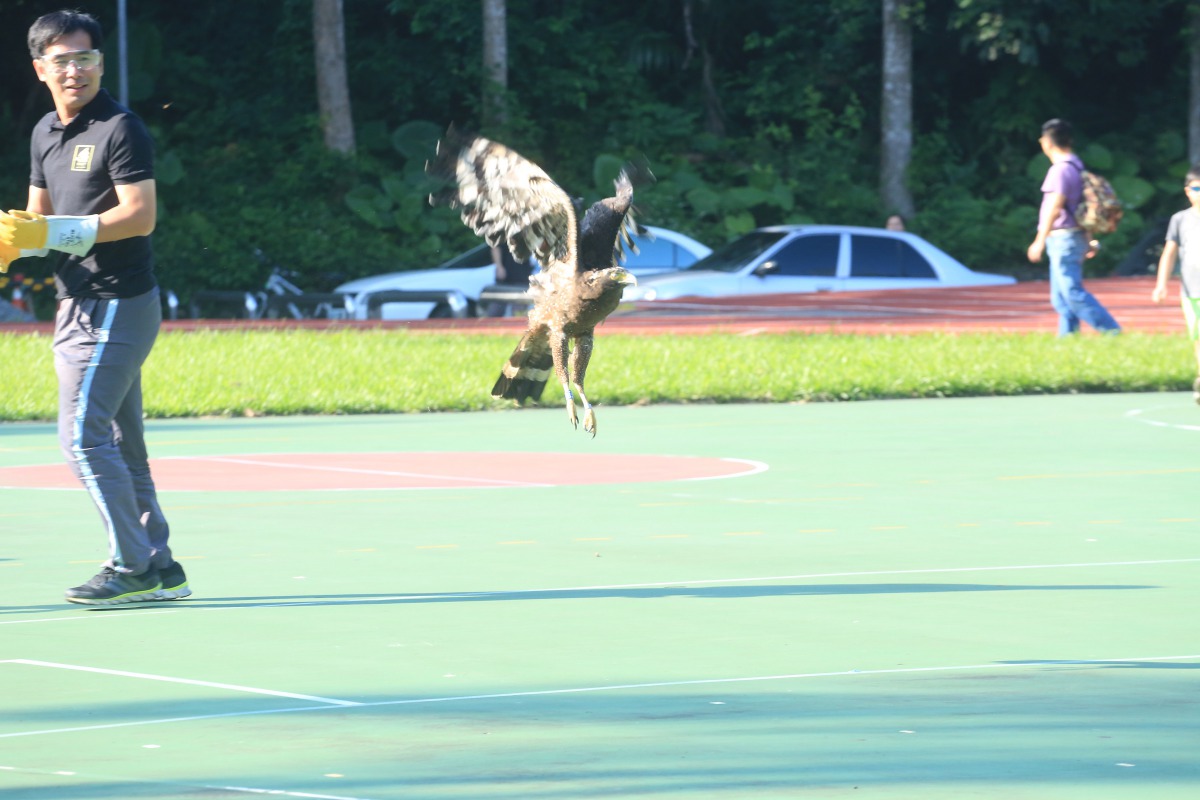 傷癒大冠鷲由地面起飛朝山豬窟方向飛去。台北市動保處/提供
