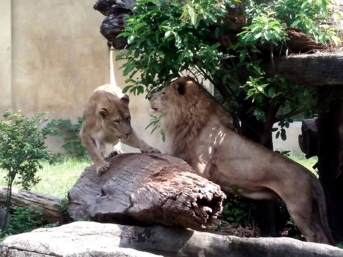 適當的「禁食」,對大型貓科動物的健康反而是有助益的。圖為非洲獅,鄭啟宏、台北市立動物園/提供