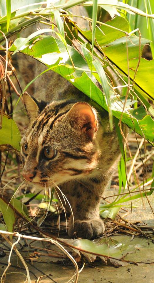 唯有全民共同守護棲地、支持生態友善，人類、野生動物與生態才得以共存共榮。圖為石虎，特生中心/提供。