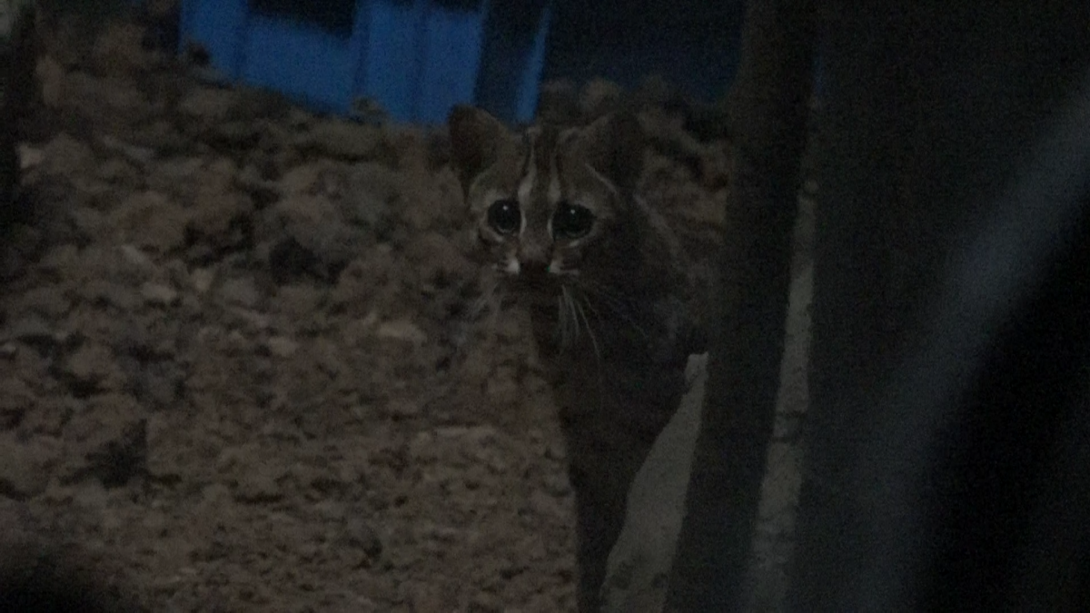 石虎喜歡在晨昏和夜晚活動。台北市立動物園/提供