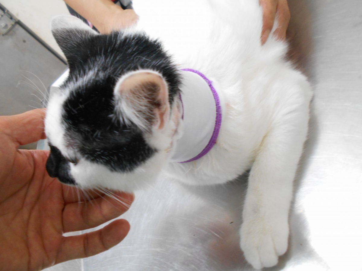 動物之家獸醫師當場幫牠清理傷口、上藥包紮。新北市動保處/提供