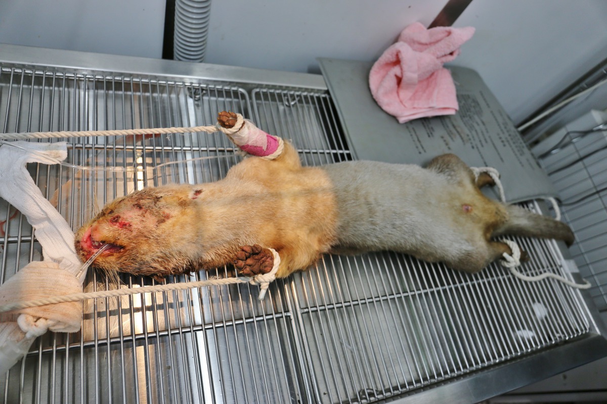 獸醫為水獺進行手術，清理傷口。金門縣建設處/提供