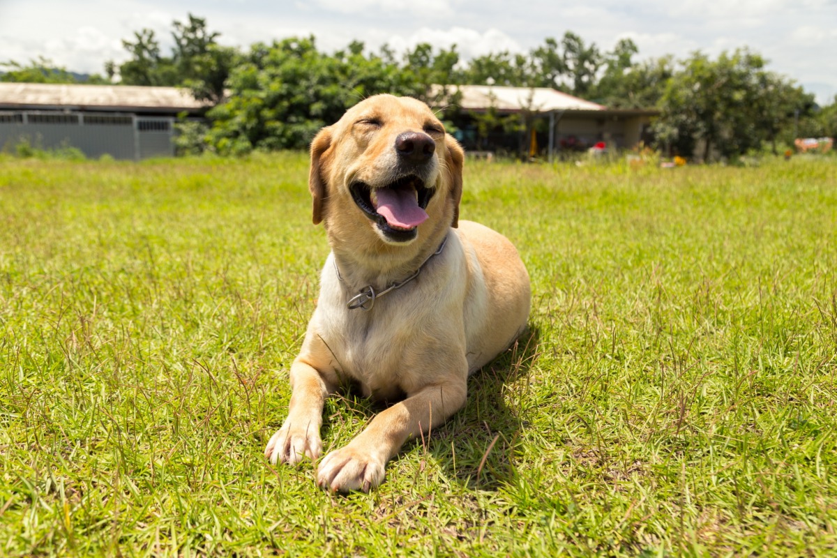 參賽犬「斯斯」笑得多模帥氣呀!取自活動網站