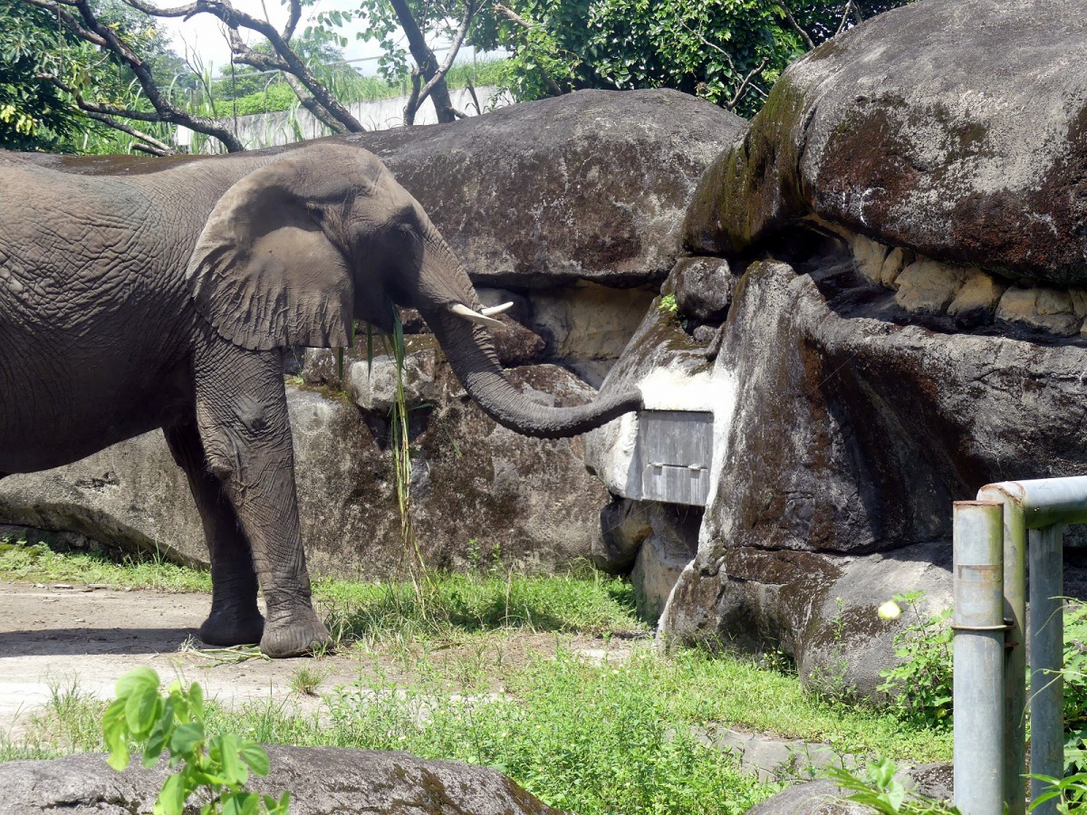 隨時都有食物的乾草聚寶牆,使用難度4顆星。台北市立動物園/提供