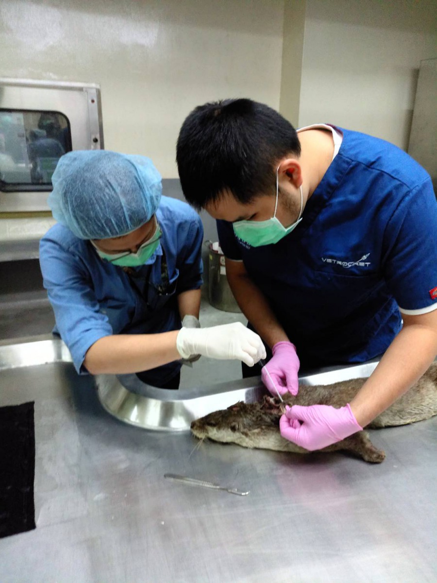 台北市立動物園進行水獺解剖，釐清死因。台北市立動物園/提供