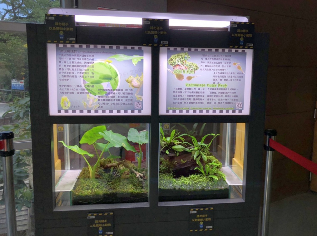 「玻璃蛙」和「苔蘚蛙」聯合現身。台北市立動物園/提供