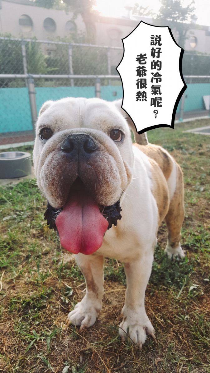 呼吸道較短的品種犬以及來自溫帶的品種犬更須防範中暑現象。台中市動保處/提供