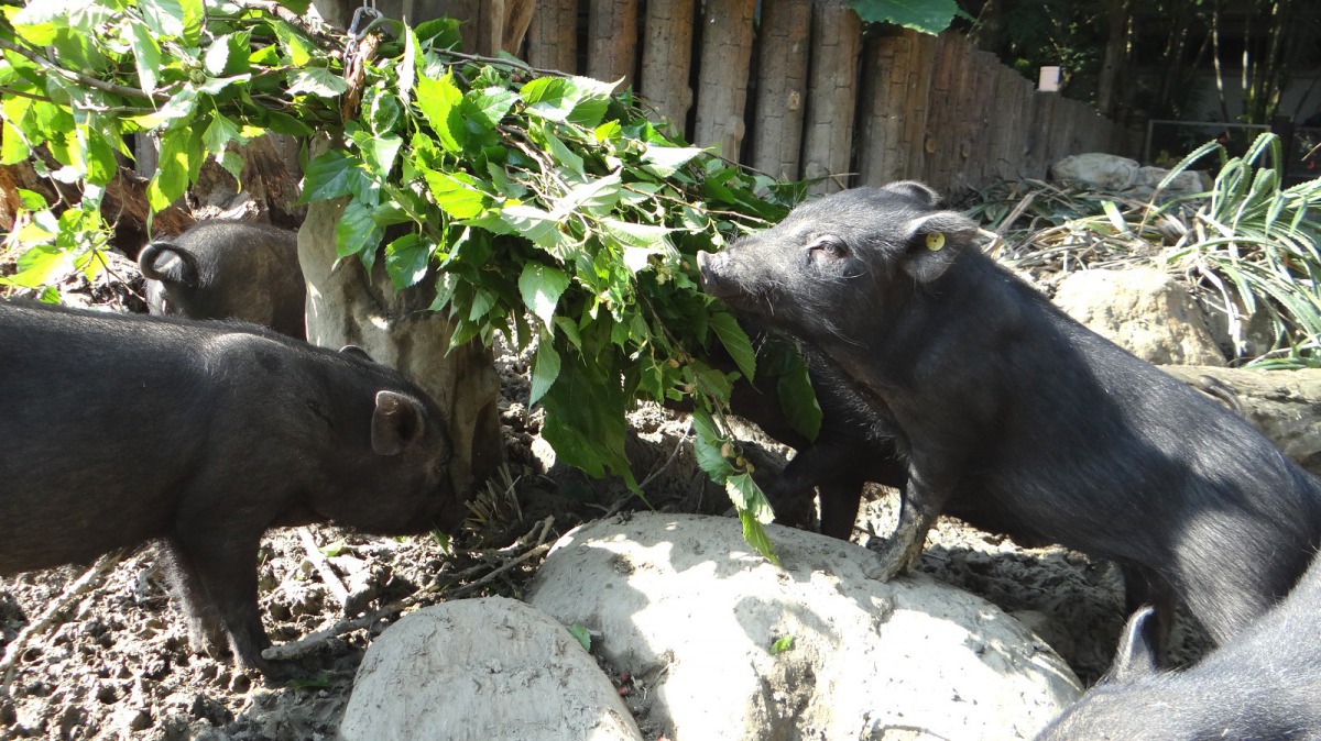 吃的蘭嶼豬寶寶們無時無刻都在覓食，大口吃飯的動作表情真的是療癒力滿點。台北市立動物園/提供