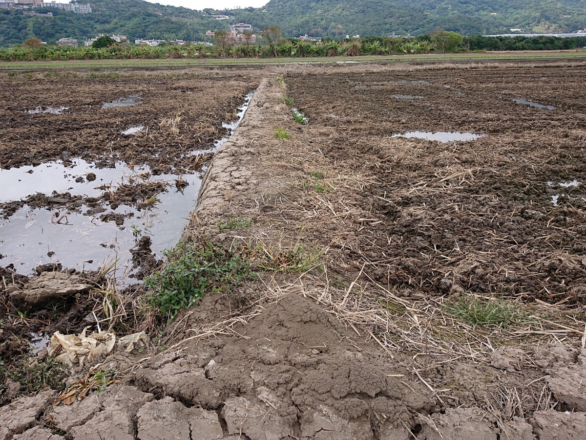 田梗上鬆軟土丘即為紅火蟻興建中的蟻巢。台北市動保處/提供