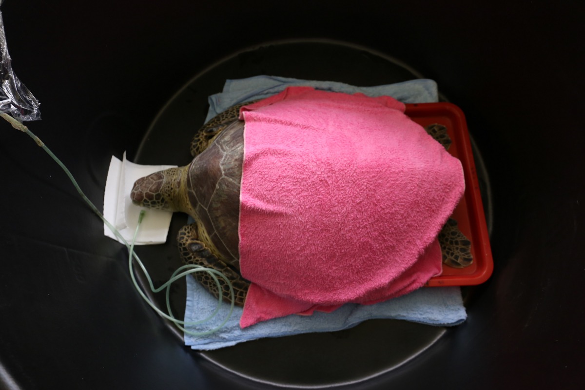 第四隻綠蠵龜「鐵支」狀況極差,透過輸氧維持基本生命機能,經過3日加護才好轉。金門縣建設處/提供