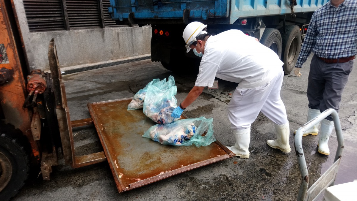 經檢驗禽流感陽性之雞隻屠體依規定倒入染色劑後送化製銷毀。台北市動保處/提供