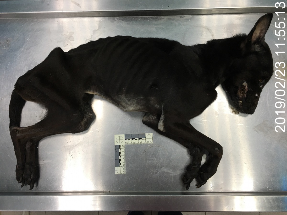 小黑的遺體極度消瘦，因嚴重營養不良及脫水致死。台北市動保處/提供