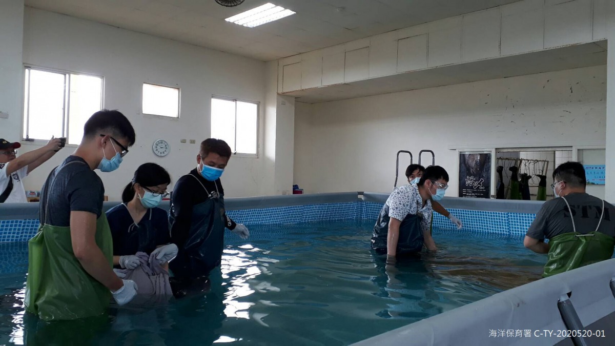 救援團隊與志工徹夜陪伴小抹香鯨「小抹茶」。圖為志工將小抹香鯨從池子準備移往碼頭，海保署/提供