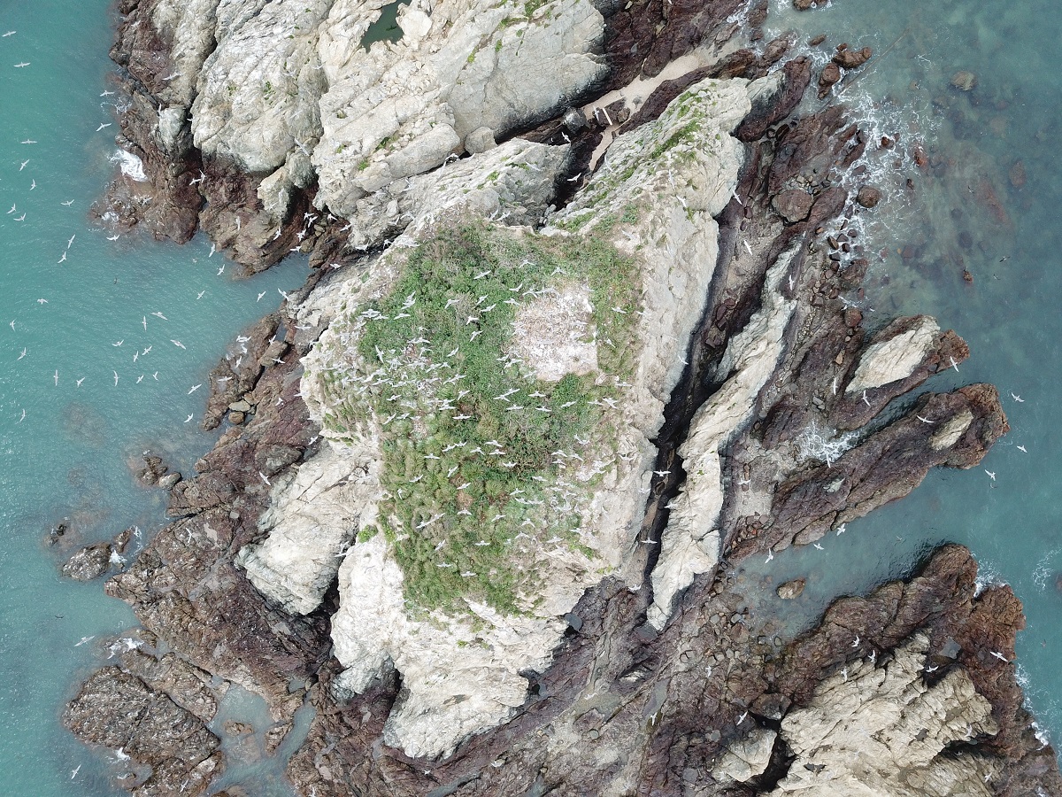 颱風前西莒島上蛇山燕鷗群。台北鳥會/提供