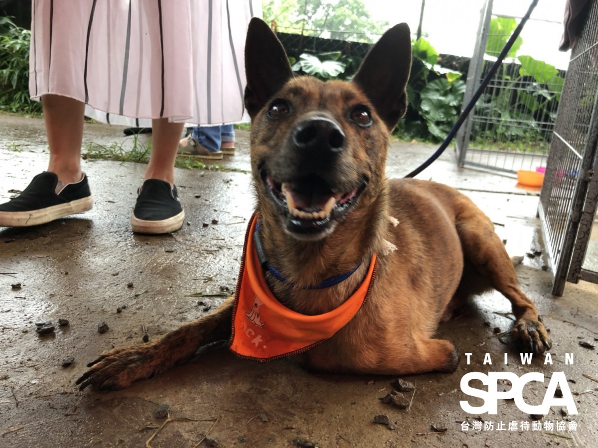 玩累了眼睛還是炯炯有神的Sandy。台灣防止虐待動物協會/提供