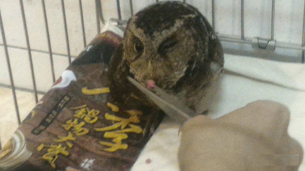 治療第5天，貓頭鷹左眼有些微腫脹，導致無法完全睜開。新北市動保處/提供