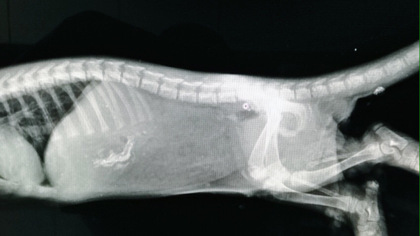 胃中有鈣化殘留物,幼獺有基本進食能力。金門縣政府/提供