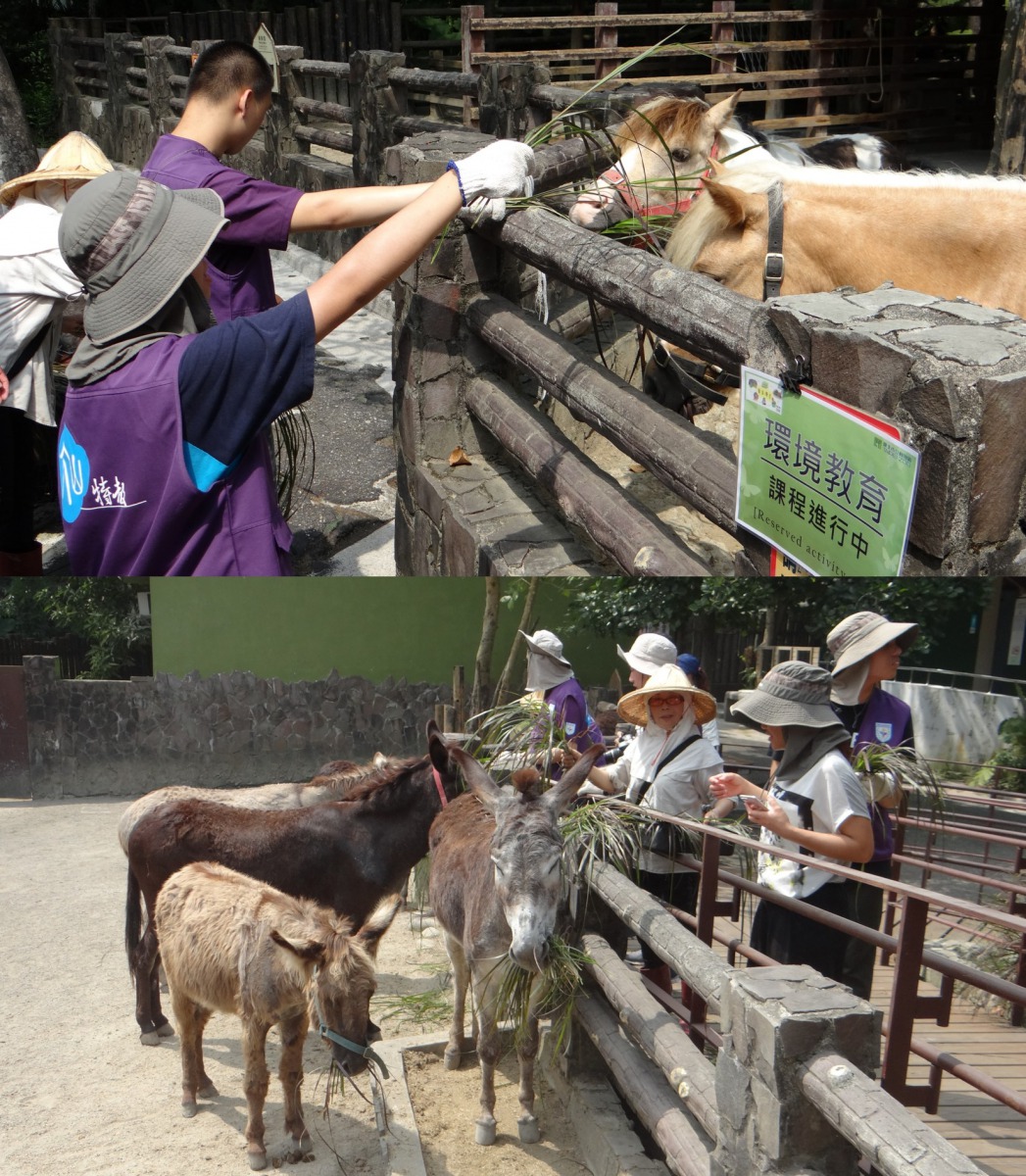文山特教的孩子們首次嚐試拿著鐮刀收割狼尾草餵給動物們享用。台北市立動物園/提供