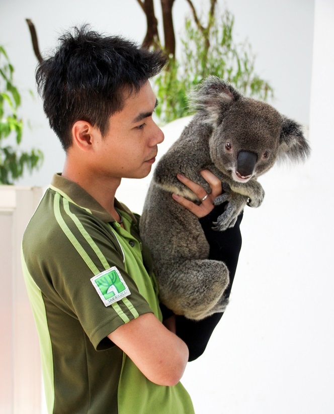 在「無尾熊之夜」,保育員將帶著無尾熊與民眾面對面,而全程參與的民眾也能獲得可愛的無尾熊徽章。台北市立動物園/提供