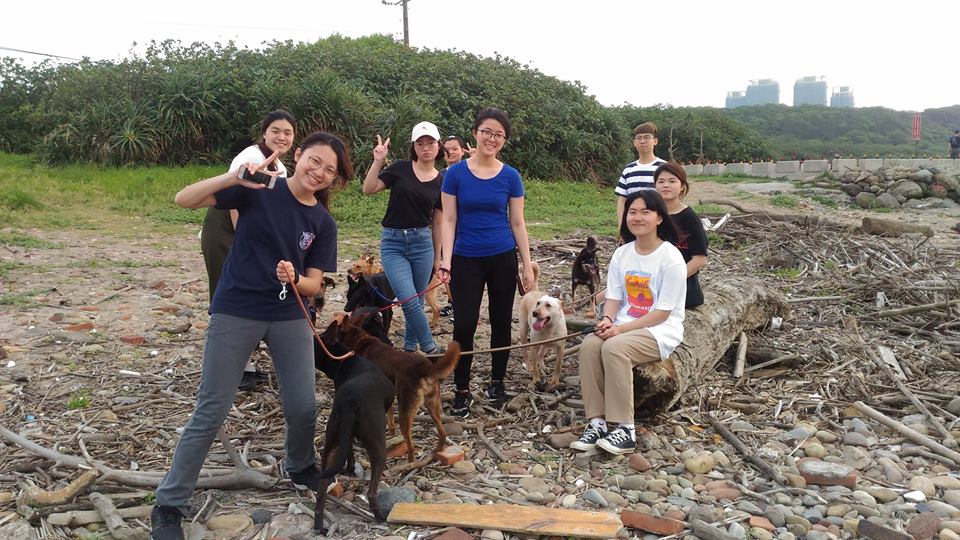 志工的參與能增加動物之家狗狗們與人接觸的時間，幫助牠們社會化，同時能教育民眾如何愛護動物。新北市動保處/提供
