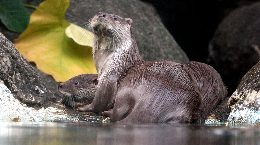 民眾在台北市立動物園的台灣動物區,有機會遇見寶寶們出來散步和游泳唷!(前「金莎」、後為水獺寶寶)台北市立動物園/提供