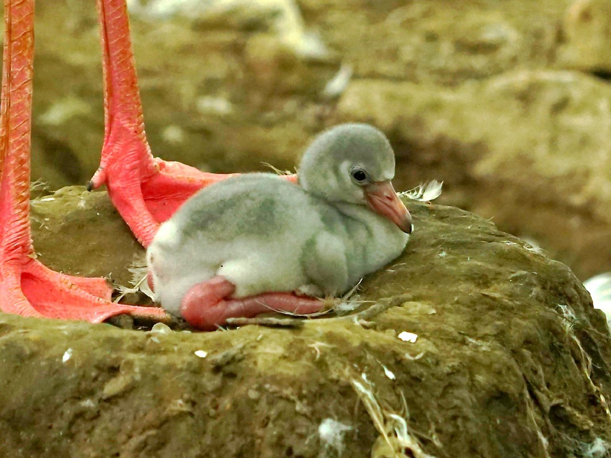 台北市立動物園水禽區的大紅鶴家族,今年已陸續順利孵化出9隻小寶寶,氣氛顯得熱鬧非凡。詹德川/攝