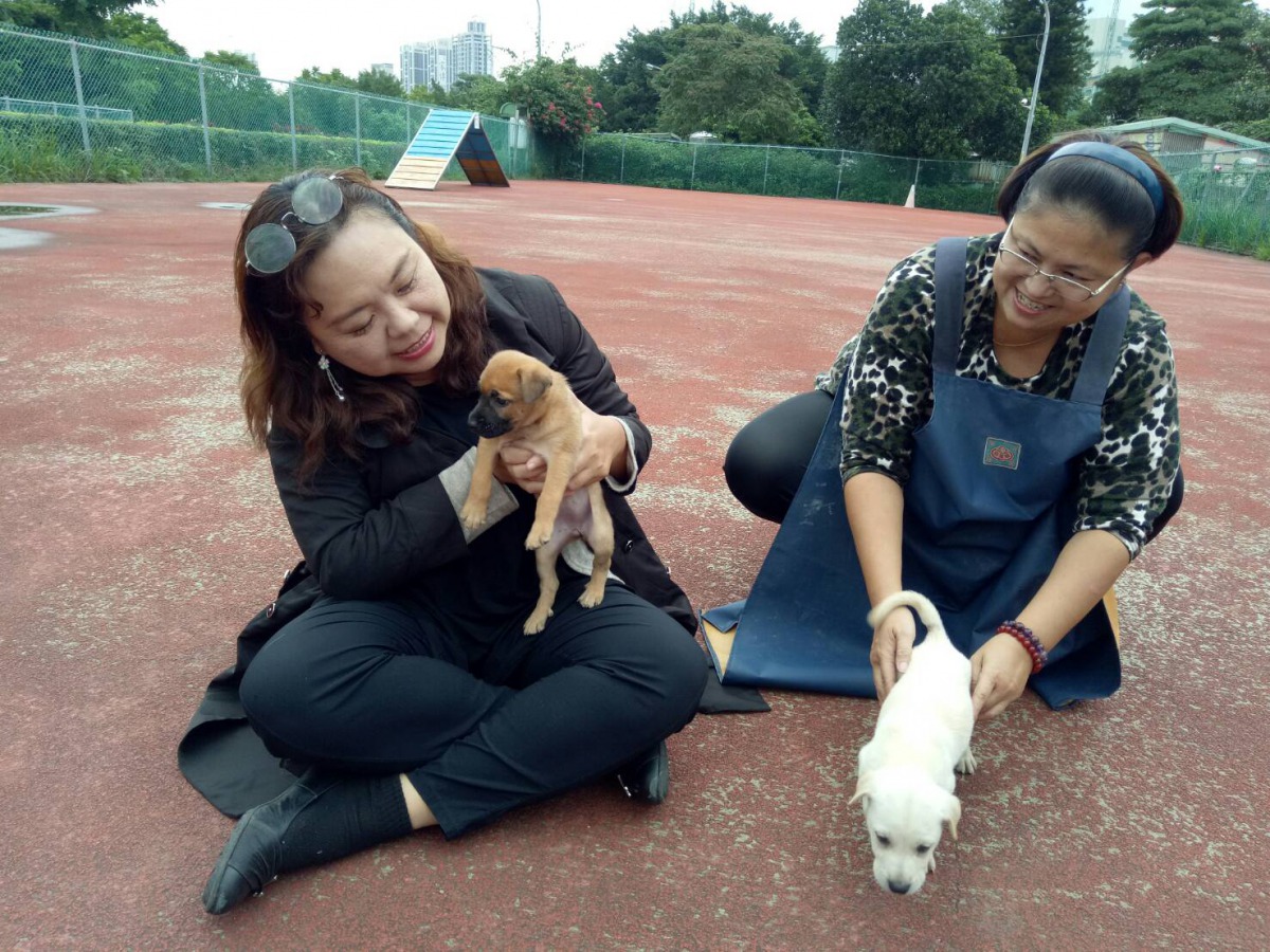 校長認真挑選校犬中。新北市動保處/提供