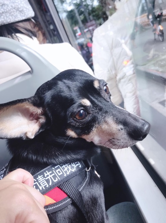 狗狗安靜地看著窗外風景。新北市動保處/提供