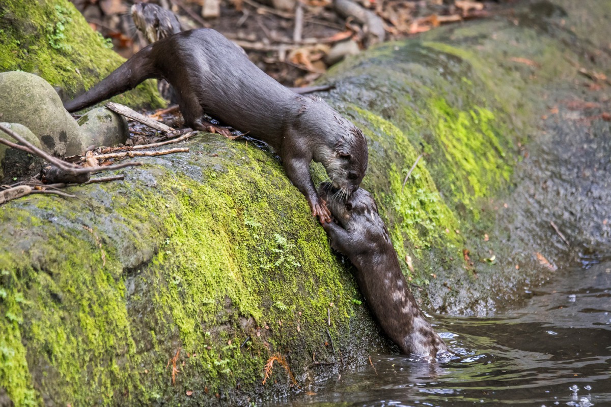 小爪水獺寶寶學游泳，姊姊神救援！台北市立動物園/提供