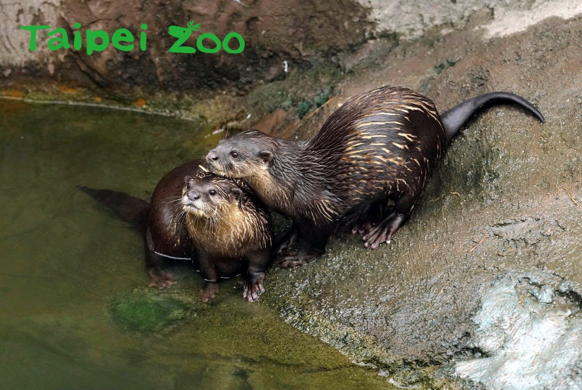 小爪水獺兄弟「柚子」和「毛毛」感情十分融洽。詹德川/攝