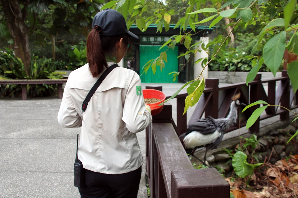 新來的「菜鳥」們對新環境充滿好奇，經常趴趴走、卻容易忘記回家的路，讓保育員白天例行鳥口點名時嚇出一身冷汗。台北市立動物園/提供