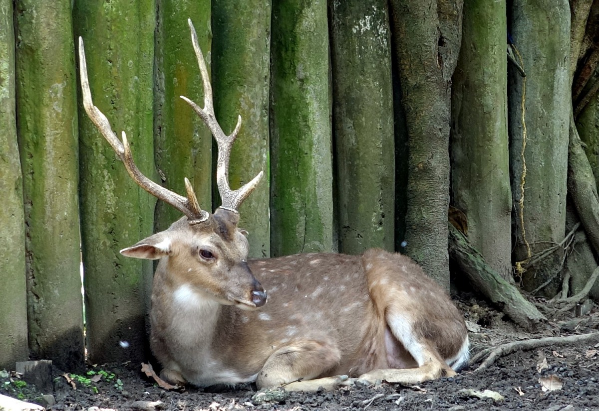 雄性梅花鹿在繁殖季節會利用頭上的角和競爭對手打架。台北市立動物園/提供