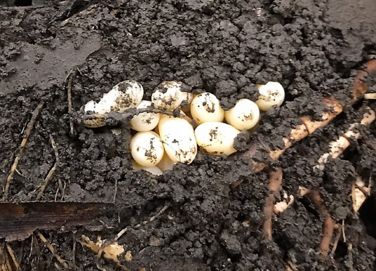 眼尖的保育員從母高冠變色龍頭上沾滿泥土，推斷她已經將蛋產在辛苦挖掘好的土洞中。台北市立動物園/提供