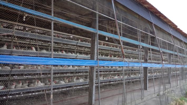 養禽場須注意人員車輛管制並加強防疫消毒工作。台南市動保處/提供