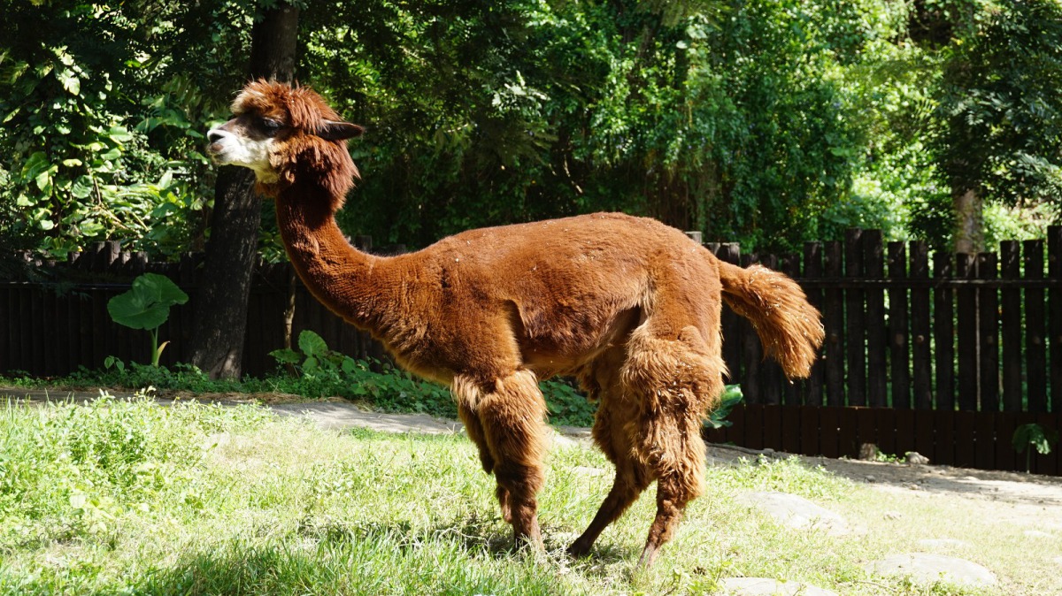 羊駝媽媽「安娜」。台北市立動物園/提供