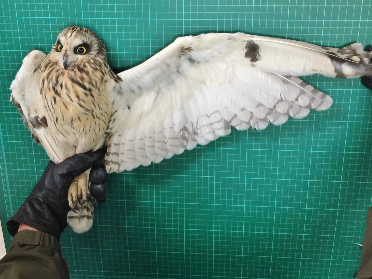 野放前形質測量。金門縣建設處/提供