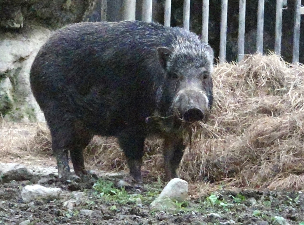 野豬姊妹近期出現築巢的行為，保育員特地蒐集了月桃葉和雜草給牠們當作巢材。台北市立動物園/提供