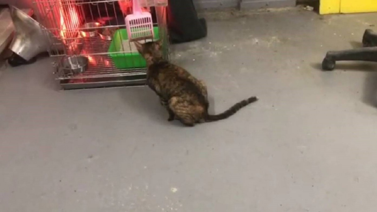 活潑的「咪兔」在認真復健後，漸漸能站立、到處串門子。新北市動保處/提供