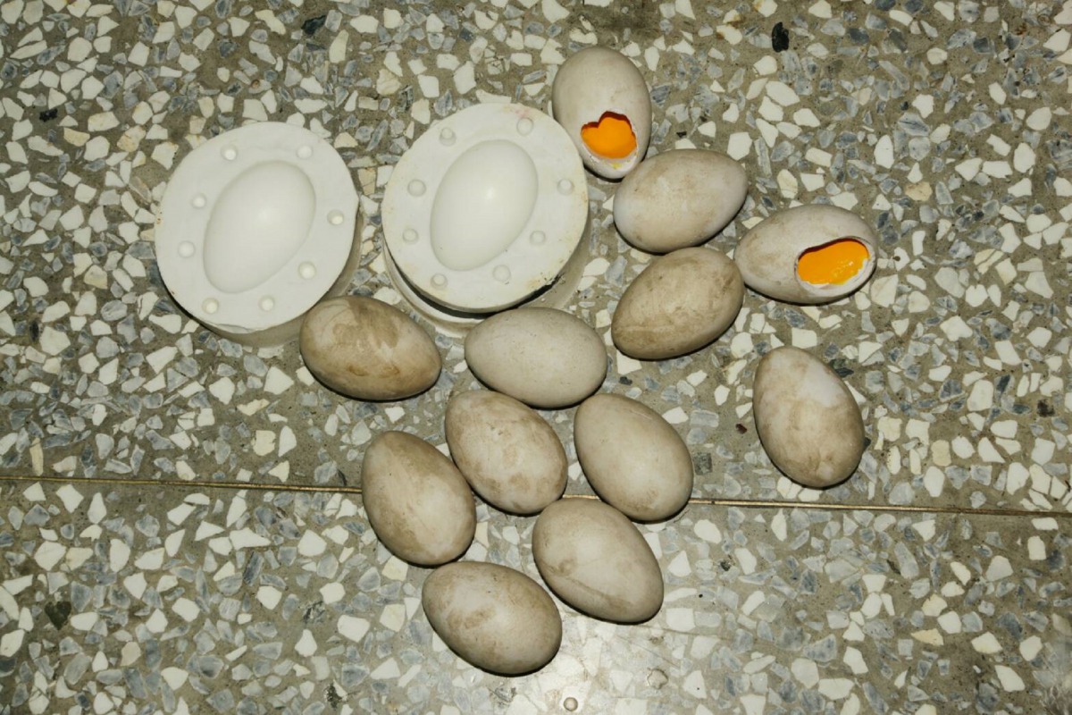 一顆完美的「假蛋」要利用沒有孵化成功的蛋來翻模,模板完成後,將樹脂倒入模具中。台北市立動物園/提供