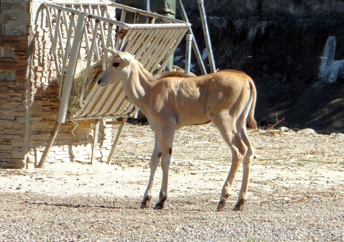 伊蘭羚羊寶寶「妮可」在保育員與阿姨的照撫下,穩定地成長茁壯。台北市立動物園/提供