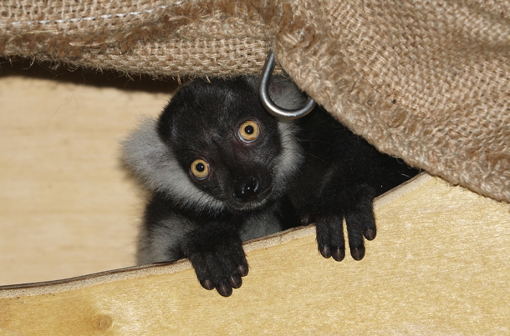 「依特」的額頭上長了一圈白色的毛，看起來就像天使頭上的光環。台北市立動物園/提供